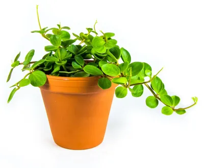 Obrázek produktu pro Gardners Peperomia Tetraphylla hope, průměr 12 cm