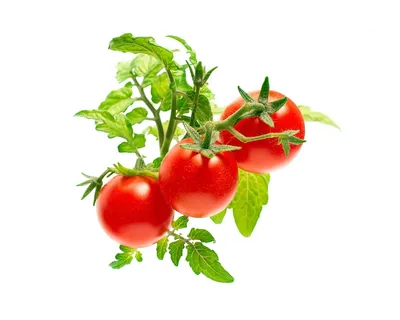 Produktbild von Click & Grow 4742793006468, Essbare Pflanze, Mini-Tomate, Nachfüllen, 14 Tag(e), 2 Monat( e), 4 Monat( e)