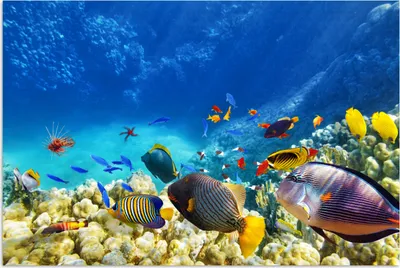 Produktbild von MuchoWow® Poster Meer - Fische - Korallen - Unterwasserwelt 120x80 cm - Bilder
