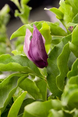 Produktbild von Magnolia 'Black Beauty', Magnolie, dunkelblütig, 60–80 cm