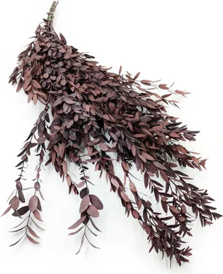 Produktbild von Stabilisiertes Eukalyptus - Parvifolia - Rot