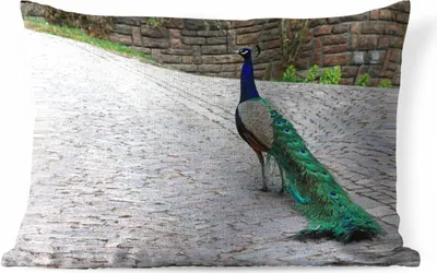 Produktbild von MuchoWow® Outdoor Kissen - Pfau - Federn - Steine - 60x40 cm - Wetterfest - Lounge Kissen - Zierkissen - Kissen für Innenräume