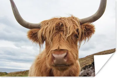 Produktbild von MuchoWow® Poster Schottischer Highlander - Kuh - Landschaft 180x120 cm - Fotoplakat