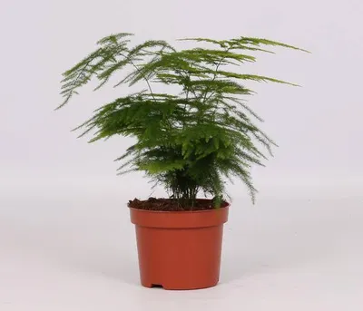 Image de Asperge plumeuse (Asparagus setaceus plumosus) – Plante d'intérieur Ø 12 cm, 28 cm – Facile d'entretien
