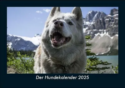 Produktbild von Der Hundekalender 2025 Fotokalender DIN A5