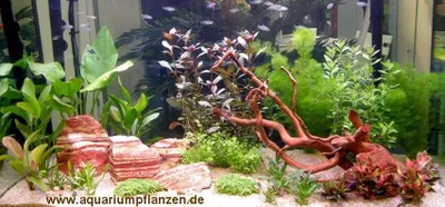 Produktbild von Wasserpflanzen Set für 400 - 450 l Aquarium (16)