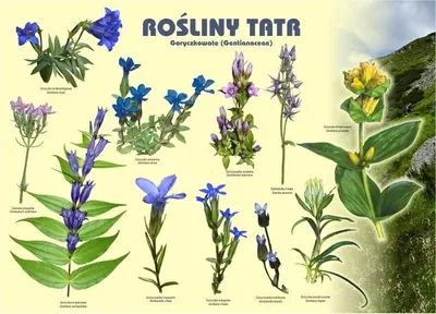 Produktbild von Tablica 100x72cm Rośliny Tatr. Goryczkowate