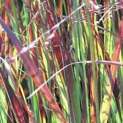Immagine prodotto di 6 x Miglio 'Heiliger Hain' - Panicum virgatum 'Heliger Hain' | vaso 9cm x 9cm