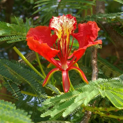Obrázek produktu pro Plamenný strom (Delonix regia) – 5 semen