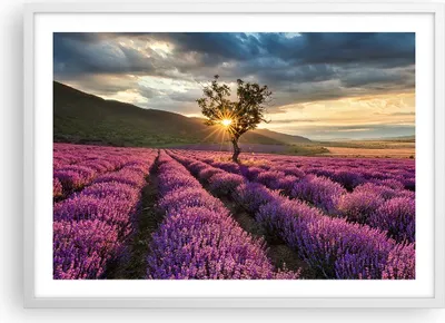 Produktbild von Gerahmtes Poster - Weißer Rahmen - Lavendel Berge Feld - 70x50 cm - Wand Bild - Wanddeko - Wandbilder - Kunstposter - Wandposter - Bilderrahmen - Bilder - Kunstdruck - Wandbild - P2WAA70x50-3645