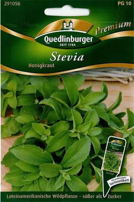 Produktbild von Stevia "Süßkraut" Steviasamen, Quedlinburger Saatgut