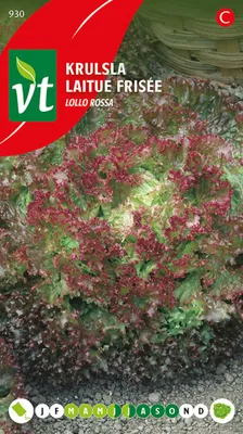 Produktbild von Kopfsalat Curly Lollo Rossa Samen - Ca. 2 gr | VT_930