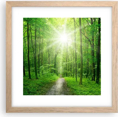 Produktbild von Gerahmtes Poster - Rahmen in heller Eiche - Sonnenstrahlen Wald Sommer - 30x30 cm - Wand Bild - Wanddeko - Wandbilder - Wandposter - Bilderrahmen - Bilder - Kunstdruck - Wandbild - P2NAC30x30-2689