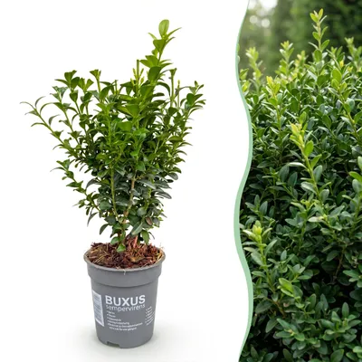 Produktbild von GreenboutiQ - Heckenpflanzen - Buxus sempervirens - Blatt grün - 8 Pflanzen - 1 laufender Meter - immergrün - Topf 9cm Höhe 20-25cm