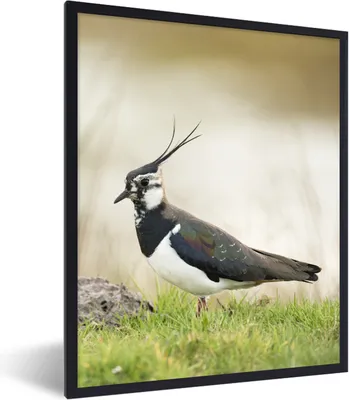 Produktbild von MuchoWow® Gerahmtes Poster Vogel - Gras - Tiere - Natur - Kiebitz 60x80 cm - Poster mit Schwarzem Bilderrahmen Wandposter Rahmen Foto Bilder - Premium - Wanddeko Wohnzimmer