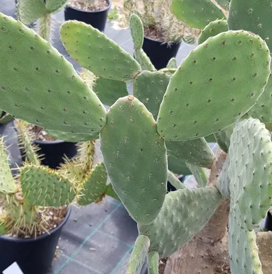Image de Opuntia tomentosa / Oponce tomenteuse