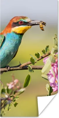 Produktbild von MuchoWow® Poster Vogel - Bienenfresser - Blumen 60x120 cm - Wandschmuck