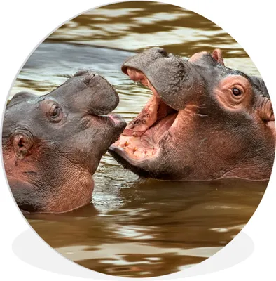 Produktbild von MuchoWow® Rundes Wandbild - Runde Bilder Nilpferd - Tiere - Wasser Ø 60 cm Kreis Wanddekoration Kunststoff - Wandkreis - Wandschmuck - Wand Kreis - Das Schlafzimmer - Die Bilder - Wandmalerei - Kunst für das Haus - das Plastik
