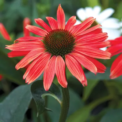 Produktbild von Sonnenhut Staude Blüten Rhizom Schnittblumen Echinacea Sonnenhut Red Mangus 1 St