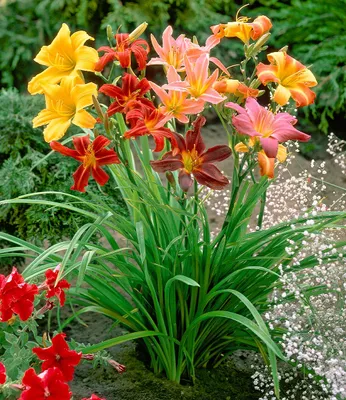 Produktbild von BALDUR Garten 5er Hemerocallis-Mix 'Farben des Sommers', Knollen in Größe I, farbenfroher Dauerblüher, pflegeleicht und blühfreudig, Blickfang im Beet & Kübel, essbare Blüten, mehrjährig