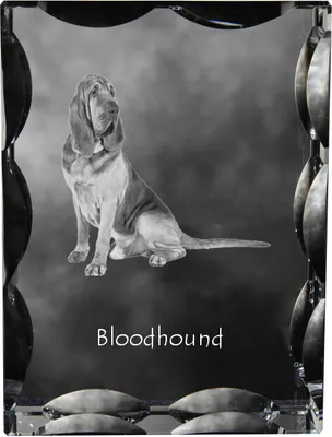 Zdjęcie produktu dla Art-Dog Ramka na zdjęcie – Bloodhound