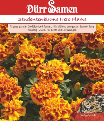 Produktbild von Studentenblume Hero Flame | Studentenblumensamen von Dürr Samen