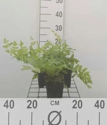 Zdjęcie produktu dla 6 x Osmunda regalis - paproć królewska - doniczka 9 x 9 cm