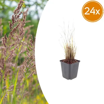 Zdjęcie produktu dla Calamagrostis brachytricha | 24 sztuki - 10-25cm - Ø9cm - Roślina ogrodowa