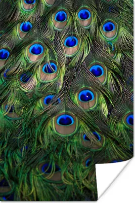 Produktbild von MuchoWow® Poster Pfau - Federn - Augen - Blau 20x30 cm - Papierdruck