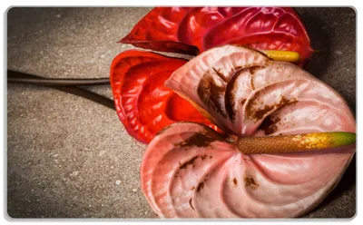 Produktbild von Wallario Frühstücksbrettchen aus Glas, je 14 x 23 cm, mit rutschfesten Füßen, Motiv Blüten einer Flamingoblume - Anthurie - auf schwarzem Marmor
