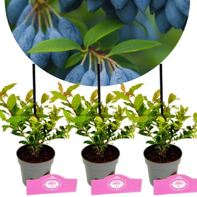 Immagine prodotto di Set di 3 mirtilli - Vaccinium cylindraceum 'Blau Perle' - altezza 20 cm - vaso da 9 cm