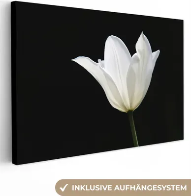 Obrázok produktu pre OneMillionCanvasses® - Obrazy na plátne - 140x90 cm, Biely tulipán, Nástenná umelecká tlač Nástenná dekorácia - Fotografia na plátne - Maľba na drevenom ráme