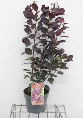 Image de Cotinus cogg. 'Royal Purple' - Cotin rouge à perruque 50- 60 cm conteneur