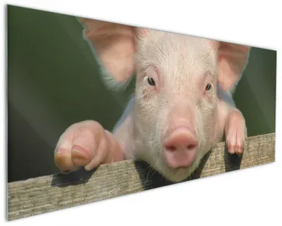 Produktbild von Wallario Küchenrückwand aus Glas, Größe: 125 x 50 cm, Motiv: Süßes Ferkel auf dem Bauernhof in Nahaufnahme | Spritzschutz | abwischbar | pflegeleicht | in