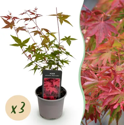 Immagine prodotto di Acer palmatum Beni-maiko - Rosso - 3 piante - Deciduo - Bassa manutenzione - 25-35cm - Ø12cm - Pianta da giardino