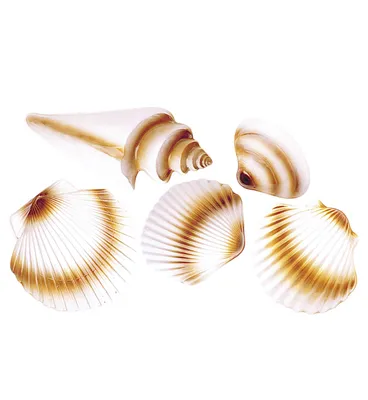 Produktbild von Muschelset