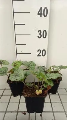Obrázek produktu pro 6 x Heucherella hybr. 'Pink Fizz' - pěnovec bastardův - květináč 9 x 9 cm