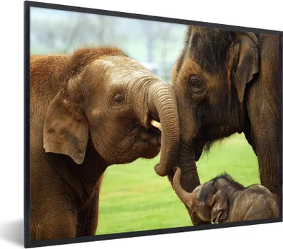 Produktbild von MuchoWow® MuchoWow® Gerahmtes Poster Elefanten - Tiere - Rüssel 40x30 cm - Poster mit zchwarzem Bilderrahmen - Kunstposter - Wanddekorationen