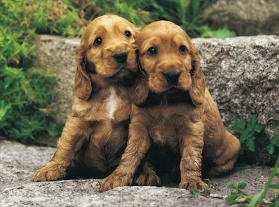Produktbild von Hundekinder 24 Teile Rahmenpuzzle