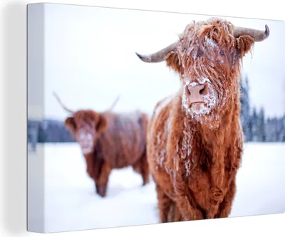 Produktbild von OneMillionCanvasses® - Leinwandbilder - 120x80 cm, Schottisches Hochlandrind - Schnee - Haut, Wandbilder Wohnzimmer Hochland Rind - Tier Wanddekoration - Hochland Rind - Kuh - Gemälde auf Holzrahmen  - Wanddekorationen - Wohnzimmer