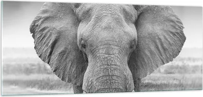 Produktbild von Bilder auf glas - Einteilig - Elefant Afrika Tier - 100x40cm - Glasbilder - Wandbilder - Bilder - zum Aufhängen bereit - Wanddekoration aus Glas - Glas Bilder - Wandbild auf Glas - GAB100x40-5072
