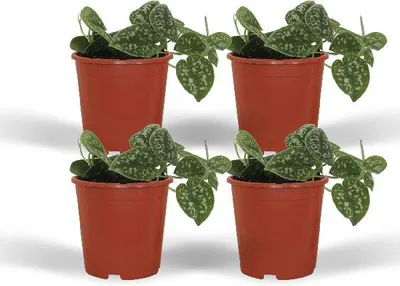 Produktbild von Efeutute Scindapsus pictus Epipremnum 4 Pflanzen Ø12cm 15cm Zimmerpflanze