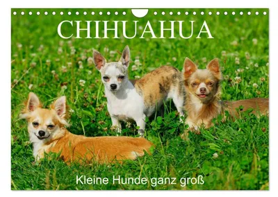 Produktbild von Chihuahua - Kleine Hunde ganz groß (Wandkalender 2026 DIN A4 quer), CALVENDO Monatskalender