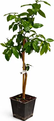 Produktbild von Grapefruitbaum Star Ruby 120–140 cm – Pampelmuse/Pomelo Citrusbaum im Topf – exotischer Zitrusbaum für Terrasse & Wintergarten