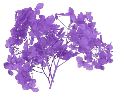 Getrocknete Hortensienblüte, 10 g, lila, gepresst