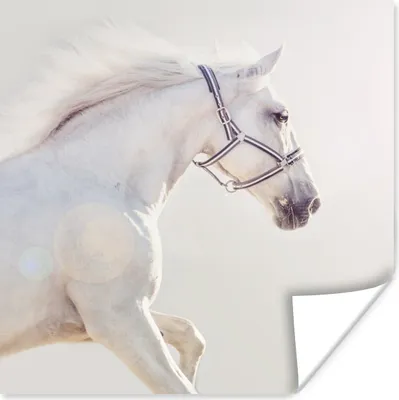 Produktbild von MuchoWow® Poster Pferd - Weiß - Mähne 100x100 cm - Babyzimmer
