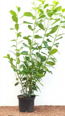 Prunus laurocerasus 'Novita', Kirschlorbeer, immergrün, 100–120 cm