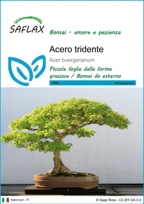 Immagine prodotto di SAFLAX  - Acero tridente - 30 semi - Acer
