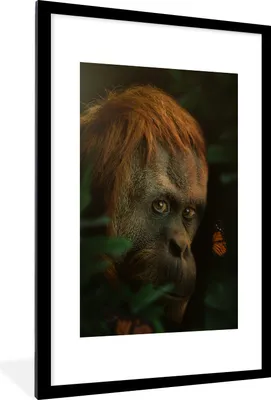 Produktbild von MuchoWow® MuchoWow® Gerahmtes Poster Dschungel - Affe - Schmetterling 60x90 cm - Poster mit zchwarzem Bilderrahmen - Dekoration - Wandposter Wohnzimmer - Hochwertig