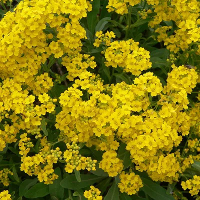 Obrázok produktu pre 6 x skalník  - Alyssum montanum 'Berggold'  | Kvetináč 9 cm x 9 cm